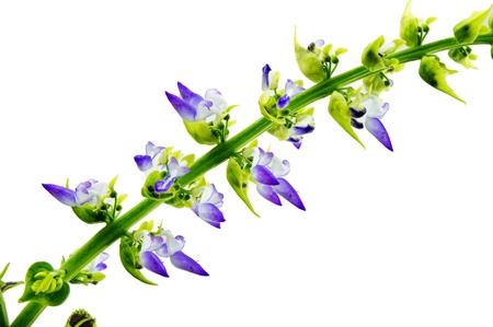 Coleus flowers isolated on white backgroundの写真素材