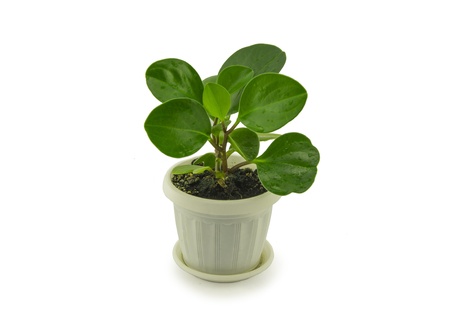 Green peperomia isolated on white backgroundの写真素材