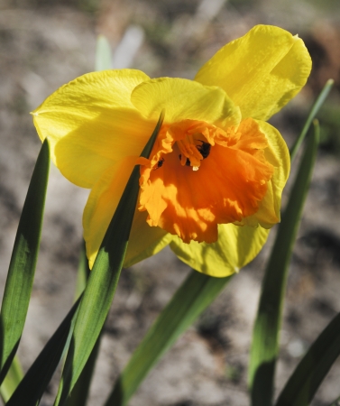 narcissus flowersの写真素材