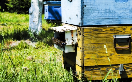 apiaryの写真素材