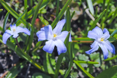scillaの写真素材