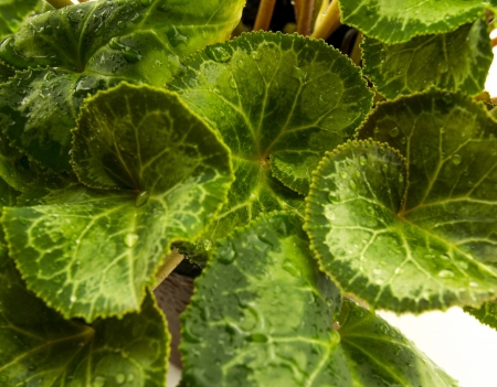 Cyclamen leaves isolated on white backgroundの写真素材