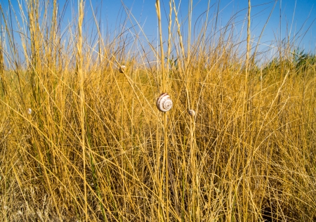 Dry grass and skyの写真素材