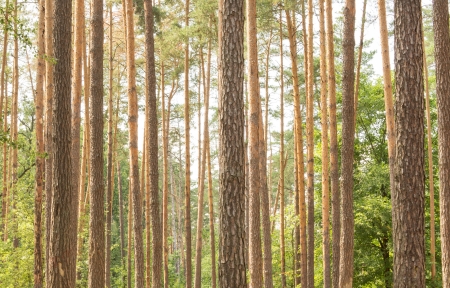 Autumn pinewoodの写真素材