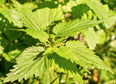 nettleの写真素材
