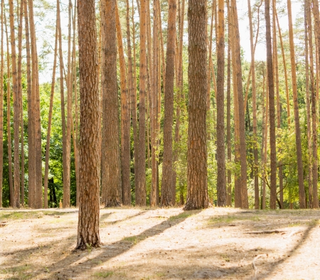 Autumn pinewoodの写真素材
