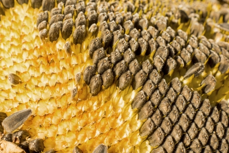Sunflower with Black Seeds Close-Upの写真素材