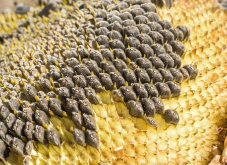 Sunflower with Black Seeds Close-Upの写真素材