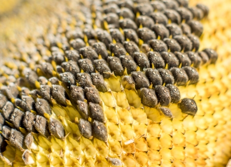 Sunflower with Black Seeds Close-Upの写真素材