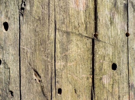 abstract background tree bark textureの写真素材