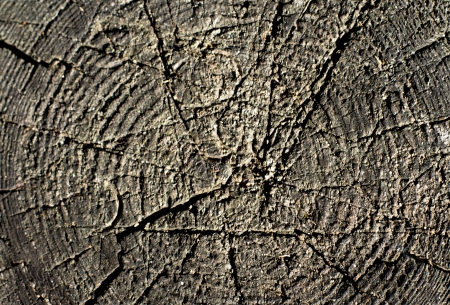 close-up wooden cut textureの写真素材