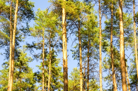 Pinewood or Sky in the forestの写真素材