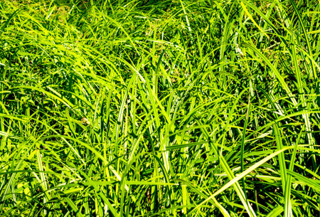 Young sugar cane stem