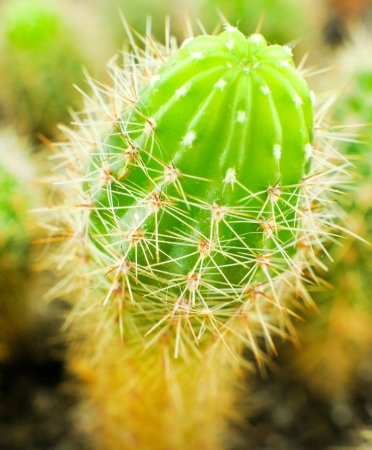 cactus close upの写真素材