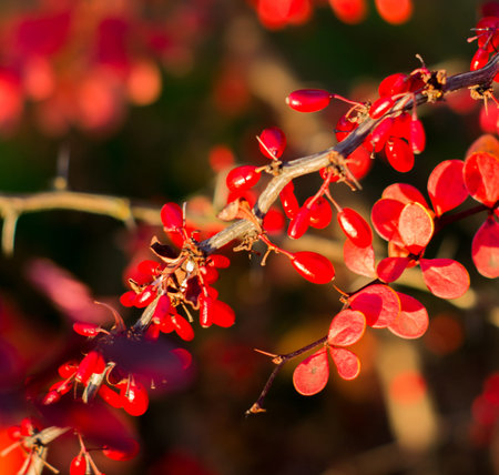 A branch of the ripe berries of barberry