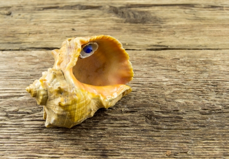 Sea shell on a wooden backgroundの写真素材