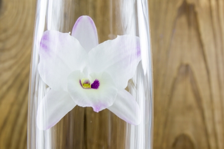 Orchid groceries on wooden backgroundの写真素材