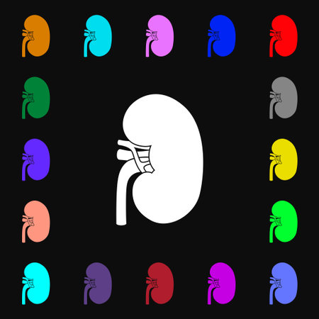 Kidneyのイラスト素材