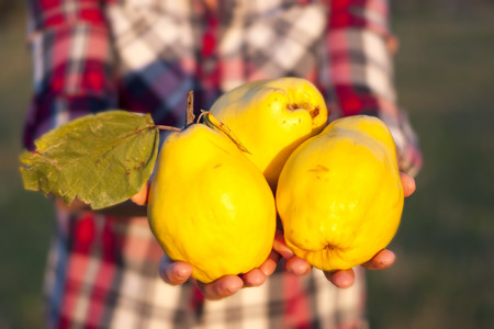 Blonde woman with three quinces in her hand in the foreground, yellow and big, in a field with trees, dressed in a red and white plaid shirt.の写真素材