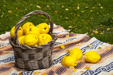 Large and yellow quinces in a basket, on a colorful blanket on top of the green lawn with leaves.の写真素材