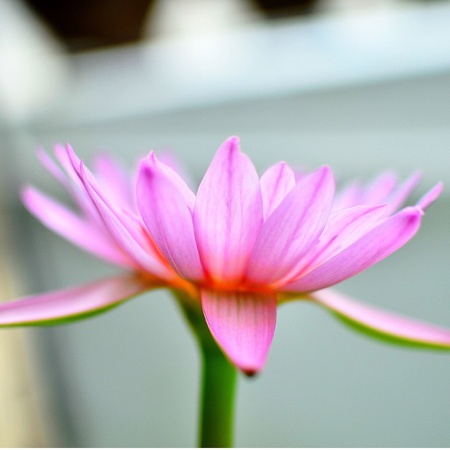 Pink lotusの素材