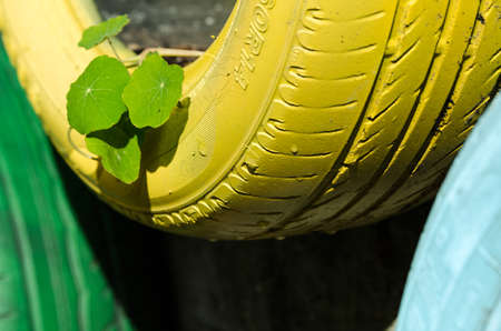 PLANTS ON TIRES. BEAUTIFUL CONTRAST OF COLORSの写真素材