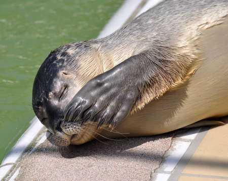 sealの写真素材