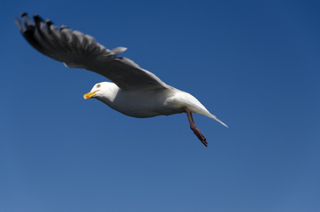 Flying Seagull の写真素材