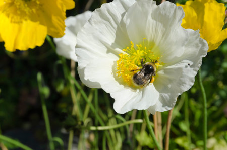  A bumblebee in a poppy plant