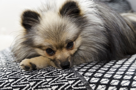 A pomeranian lying in the sofa tired after playingの写真素材