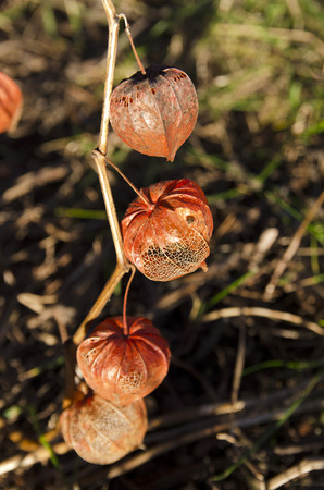 Bladder cherry in bright orange to red papery covering over its fruit, which resemble paper lanternsの写真素材