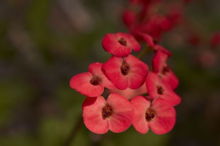 The beautiful gardens colorful flowersの写真素材