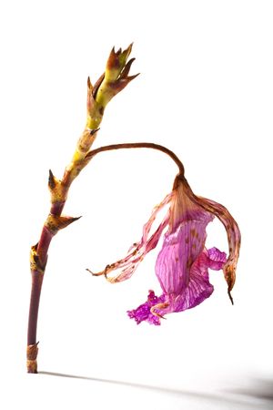 Wild orchid on white backgroundの写真素材