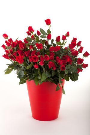 Bucket of Fresh Red Roses on whiteの写真素材