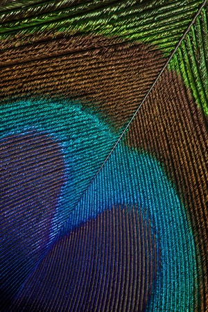 Peacock Featherの写真素材