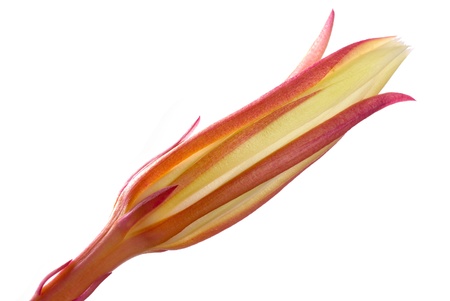 Flowerの写真素材