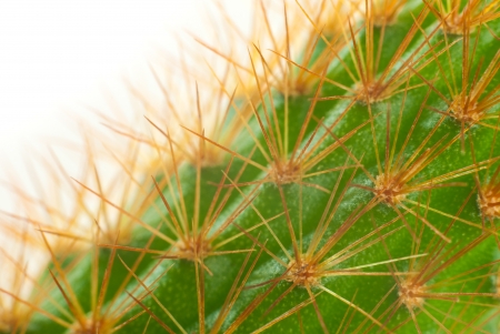 Cactusの写真素材