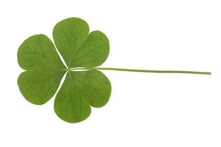 Cloverの写真素材
