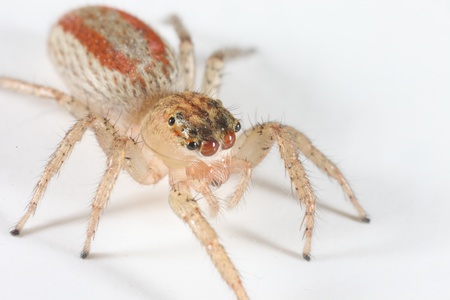 Dimorphic Jumping Spiderの写真素材