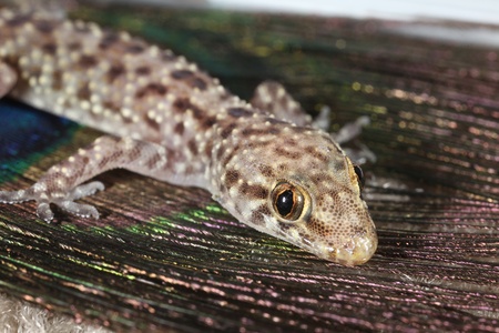 mediterranean geckoの写真素材