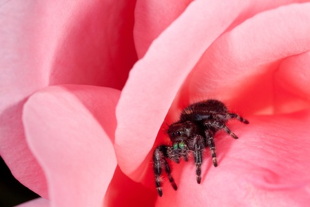 Daring Jumping Spider on Pink Flowerの写真素材
