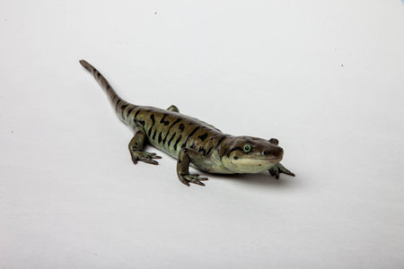 Tiger Salamander