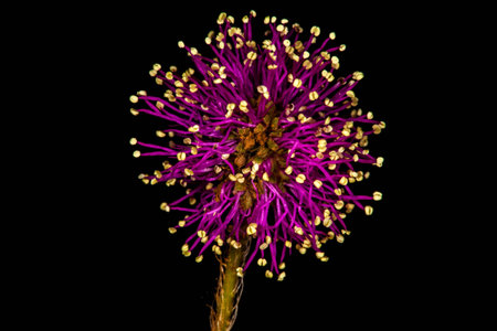 Purple Flower isolated on black background 
