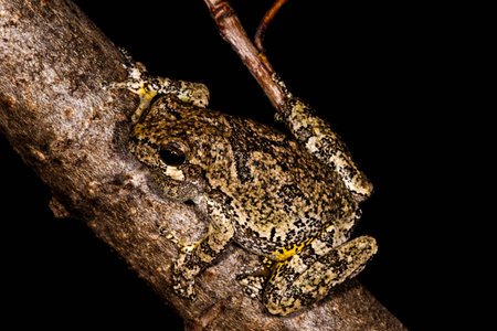 Gray Treefrog on tree branch 