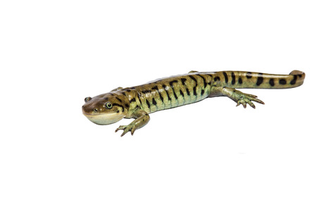 Tiger Salamander isolated on whiteの写真素材