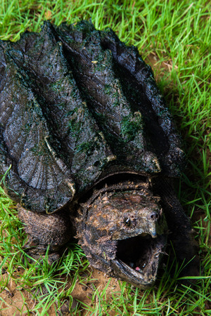 Alligator Snapping Turtleの写真素材