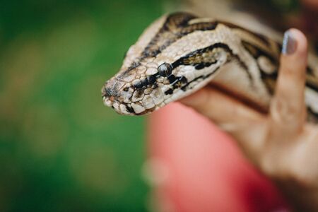 Pretty woman holds big snake, shallow dof, focus on snake head.の写真素材