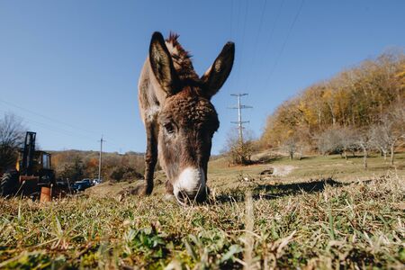 brown donkey eats dry grass next to farm close-upの写真素材