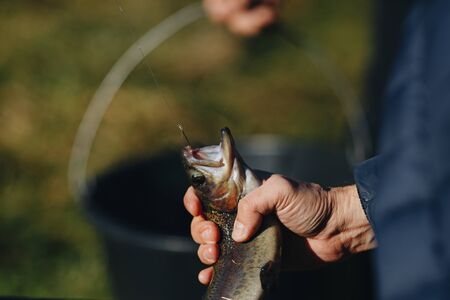 Fish head and fishing hook. River grayling on the hook. Fish trout on a hook. Lure fishing. Bass fishing. Fly fishing for trout.の写真素材