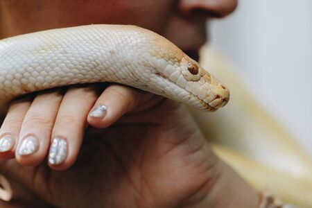 the head of a white Python in the hands of a girl close upの写真素材